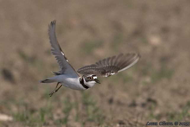 MINDRE STRANDPIPARE / LITTLE RINGED PLOVER (Charadrius dubius)