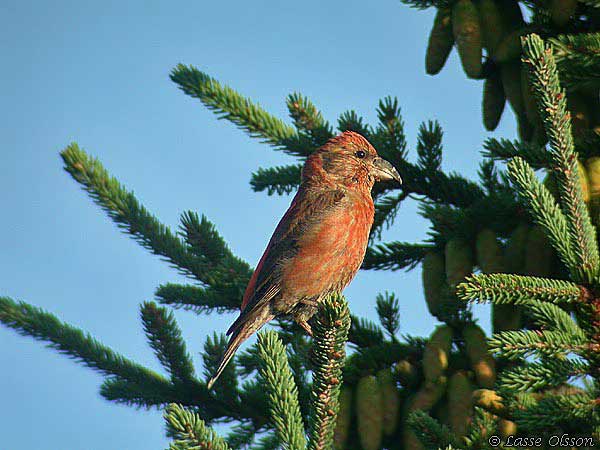 MINDRE KORSNBB / CROSSBILL (Loxia recurvirostra) - stor bild / full size