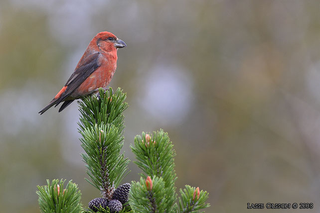 MINDRE KORSNBB / CROSSBILL (Loxia recurvirostra) - stor bild / full size