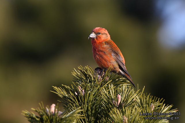 MINDRE KORSNÄBB / CROSSBILL (Loxia recurvirostra) - stor bild / full size