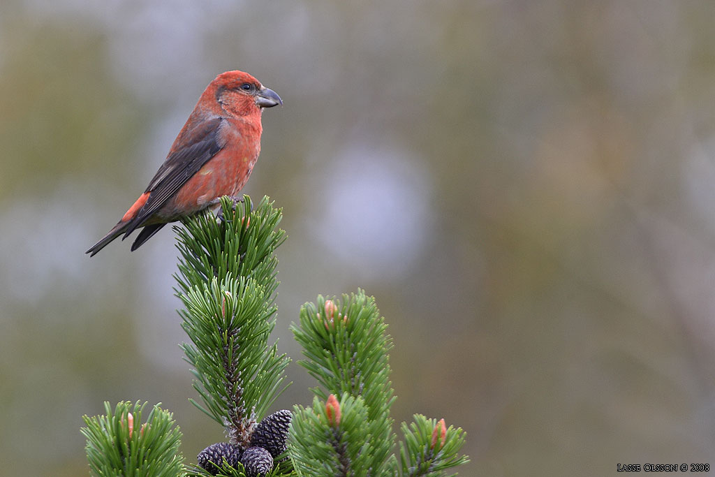 MINDRE KORSNBB / CROSSBILL (Loxia recurvirostra) - Stng / Close