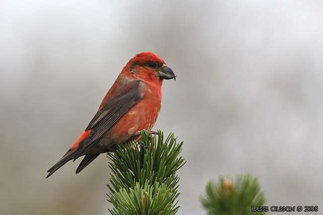 MINDRE KORSNBB / CROSSBILL (Loxia recurvirostra) - stor bild / full size