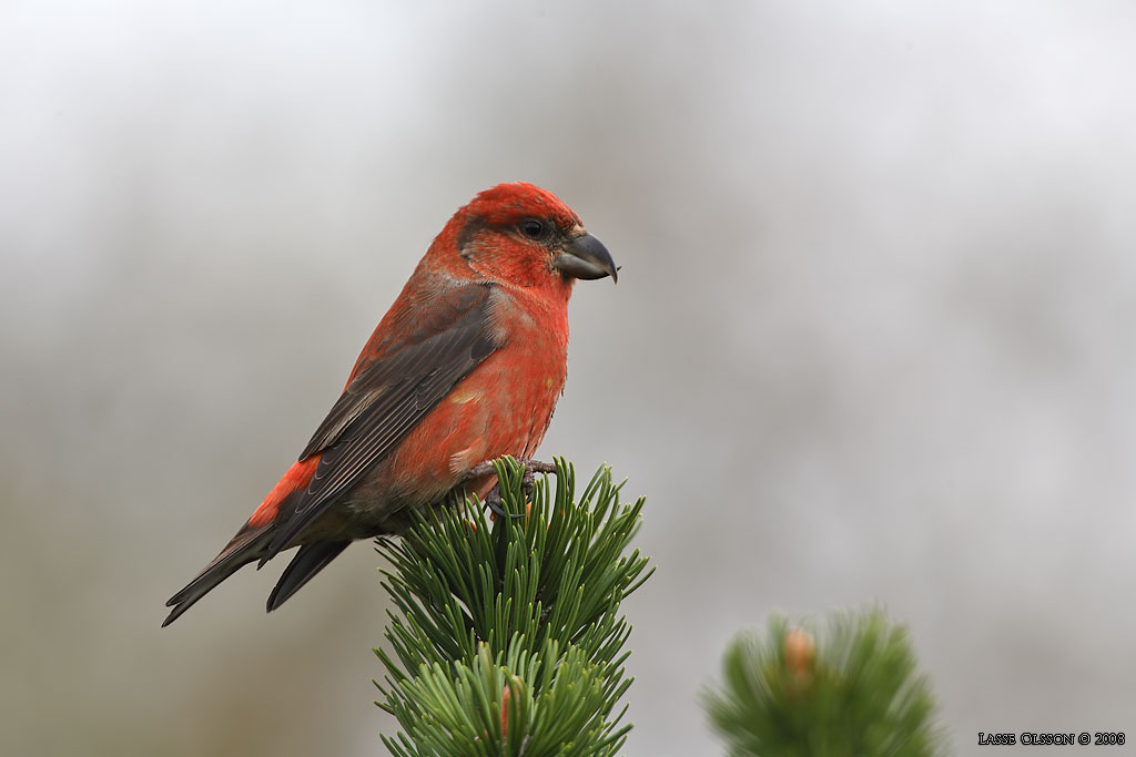 MINDRE KORSNBB / CROSSBILL (Loxia recurvirostra) - Stng / Close