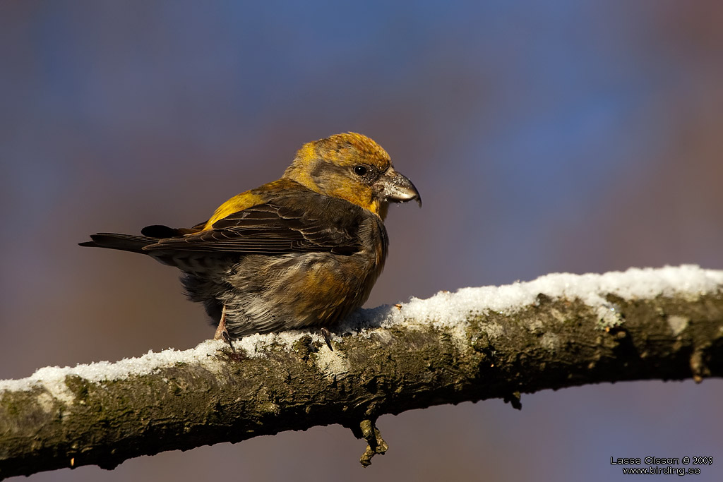 MINDRE KORSNBB / CROSSBILL (Loxia recurvirostra) - Stng / Close