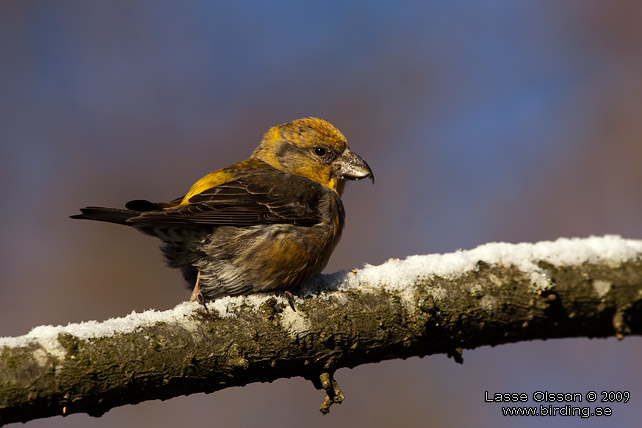 MINDRE KORSNBB / CROSSBILL (Loxia recurvirostra) - stor bild / full size