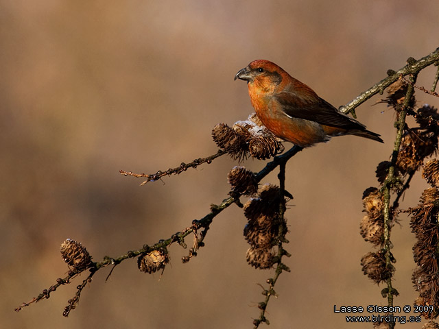 MINDRE KORSNBB / CROSSBILL (Loxia recurvirostra) - stor bild / full size