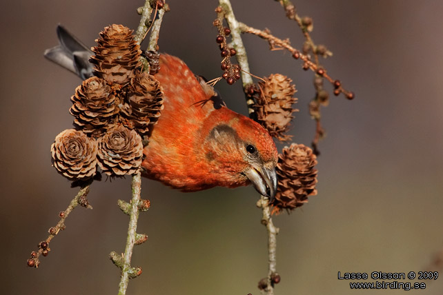 MINDRE KORSNBB / CROSSBILL (Loxia recurvirostra) - stor bild / full size