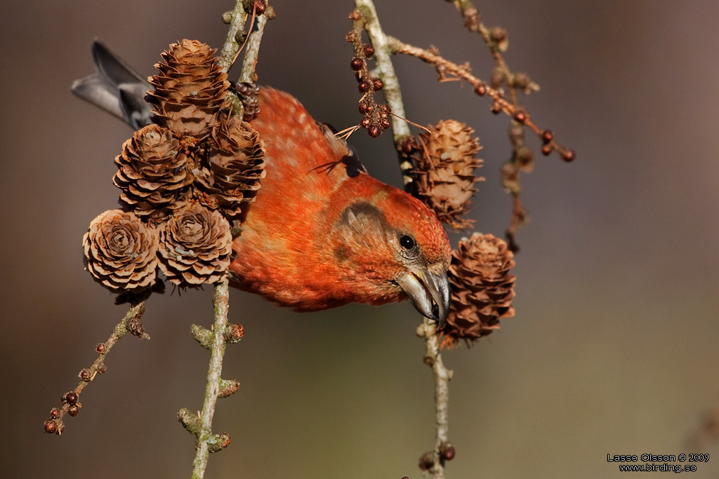 MINDRE KORSNBB / CROSSBILL (Loxia recurvirostra) - Stng / Close