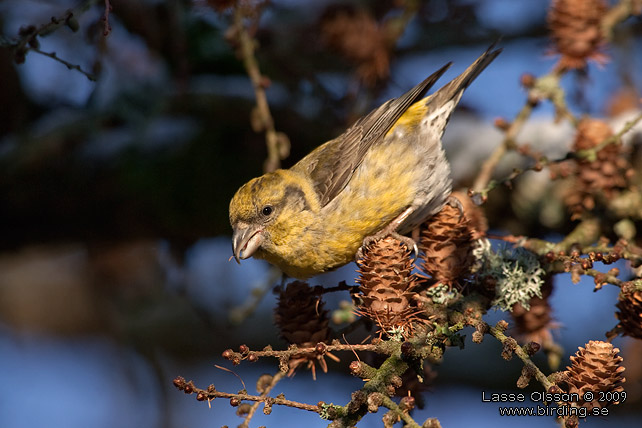 MINDRE KORSNBB / CROSSBILL (Loxia recurvirostra) - stor bild / full size