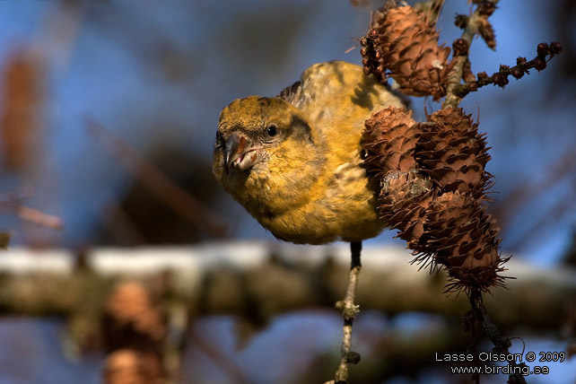 MINDRE KORSNBB / CROSSBILL (Loxia recurvirostra) - stor bild / full size