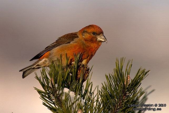 MINDRE KORSNBB / CROSSBILL (Loxia recurvirostra) - stor bild / full size