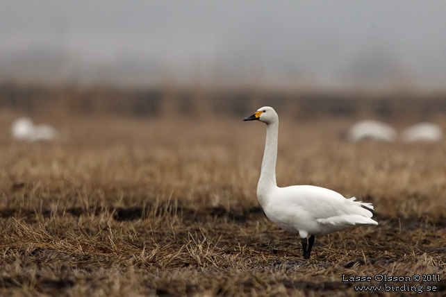 MINDRE SÅNGSVAN / BEWICK'S SWAN (Cygnus bewickii) - stor bild / full size