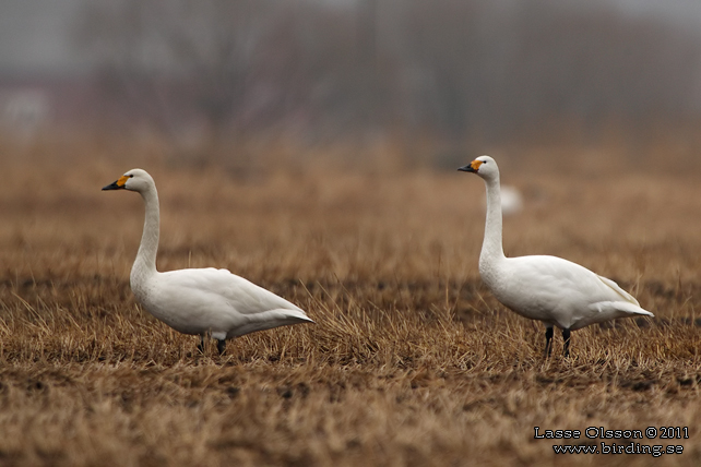 MINDRE SÅNGSVAN / BEWICK'S SWAN (Cygnus bewickii) - stor bild / full size