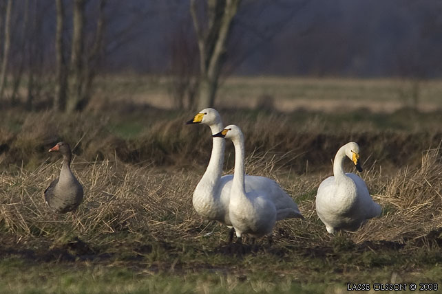 MINDRE SNGSVAN / BEWICK'S SWAN (Cygnus bewickii) - stor bild / full size