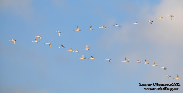 MINDRE SÅNGSVAN / BEWICK'S SWAN (Cygnus bewickii) - stor bild / full size