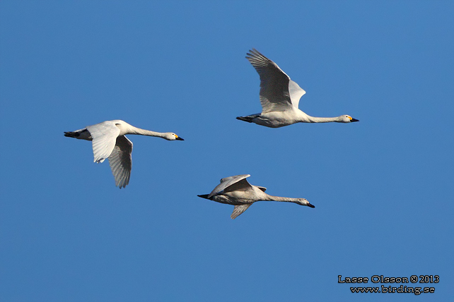 MINDRE SÅNGSVAN / BEWICK'S SWAN (Cygnus bewickii) - stor bild / full size