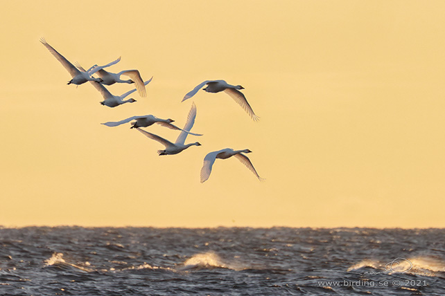 MINDRE SÅNGSVAN / BEWICK'S SWAN (Cygnus bewickii) - stor bild / full size