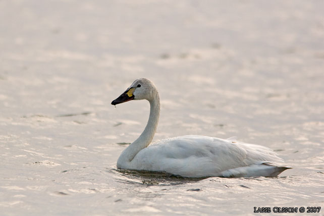 MINDRE SNGSVAN / BEWICK'S SWAN (Cygnus bewickii) - stor bild / full size