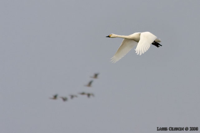 MINDRE SNGSVAN / BEWICK'S SWAN (Cygnus bewickii) - stor bild / full size