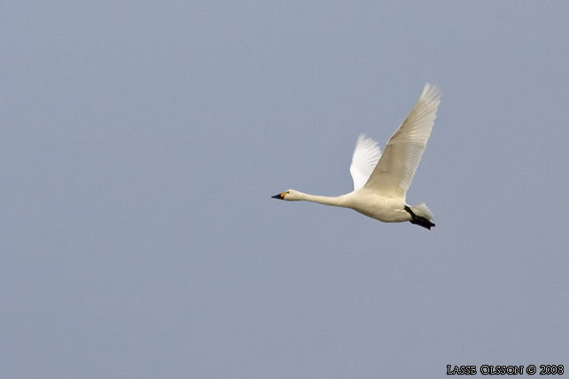 MINDRE SNGSVAN / BEWICK'S SWAN (Cygnus bewickii) - stor bild / full size