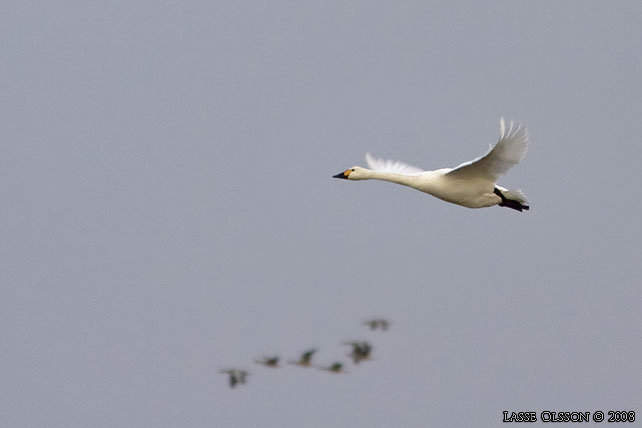 MINDRE SNGSVAN / BEWICK'S SWAN (Cygnus bewickii) - stor bild / full size