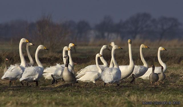 SNGSVAN / WHOOPER SWAN (Cygnus cygnus) -  stor bild / full size