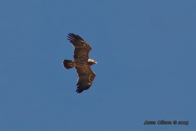 MINDRE SKRIKRN / LESSER SPOTTED EAGLE (Clanga pomarina)