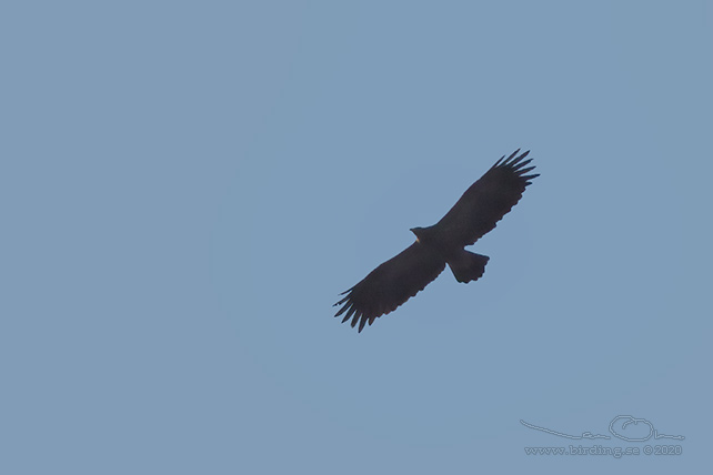 MINDRE SKRIKÖRN / LESSER SPOTTED EAGLE (Clanga pomarina)