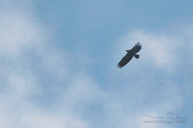 MINDRE SKRIKÖRN / LESSER SPOTTED EAGLE (Clanga pomarina)