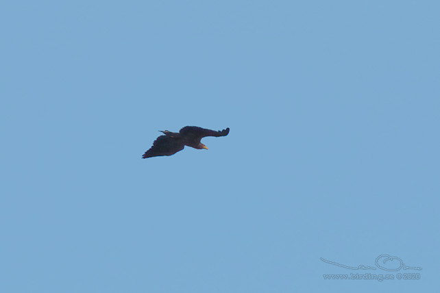 MINDRE SKRIKÖRN / LESSER SPOTTED EAGLE (Clanga pomarina)