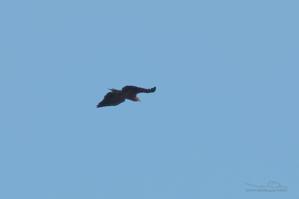 RE SKRIKRN / LESSER SPOTTED EAGLE (Clanga pomarina) - Stng / Close