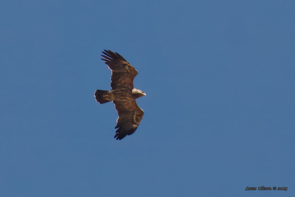 RE SKRIKRN / LESSER SPOTTED EAGLE (Clanga pomarina) - Stng / Close