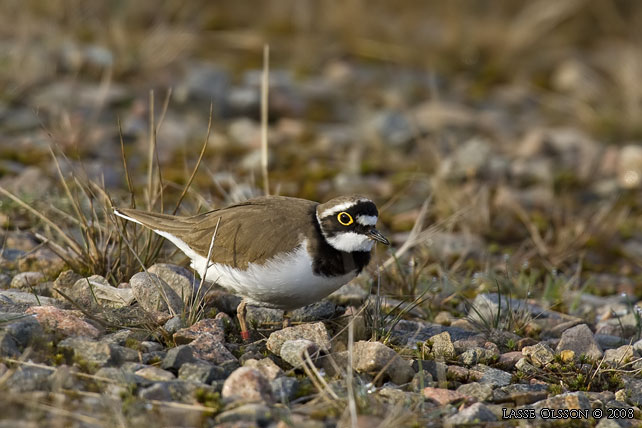 MINDRE STRANDPIPARE / LITTLE RINGED PLOVER (Charadrius dubius) - stor bild / full size