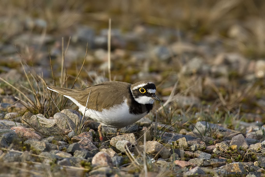 MINDRE STRANDPIPARE / LITTLE RINGED PLOVER (Charadrius dubius) - Stng / Close