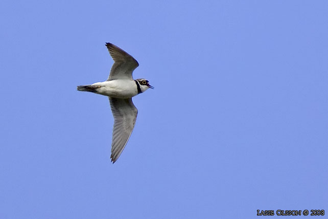 MINDRE STRANDPIPARE / LITTLE RINGED PLOVER (Charadrius dubius) - stor bild / full size