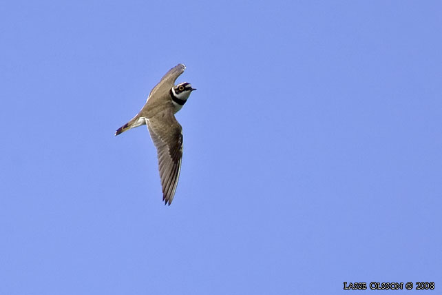 MINDRE STRANDPIPARE / LITTLE RINGED PLOVER (Charadrius dubius) - stor bild / full size