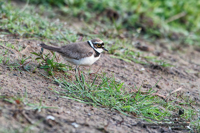 MINDRE STRANDPIPARE / LITTLE RINGED PLOVER (Charadrius dubius) - stor bild / full size