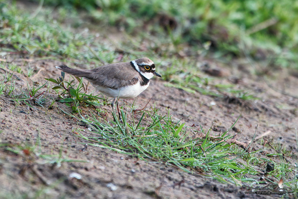 MINDRE STRANDPIPARE / LITTLE RINGED PLOVER (Charadrius dubius) - Stng / Close