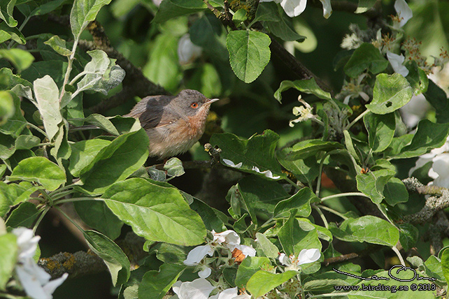 MOLTONISNGARE / MOLTONI'S WARBLER (Curruca subalpina) - stor bild / full size