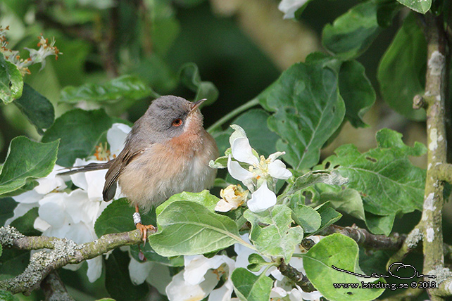 MOLTONISNGARE / MOLTONI'S WARBLER (Curruca subalpina) - stor bild / full size