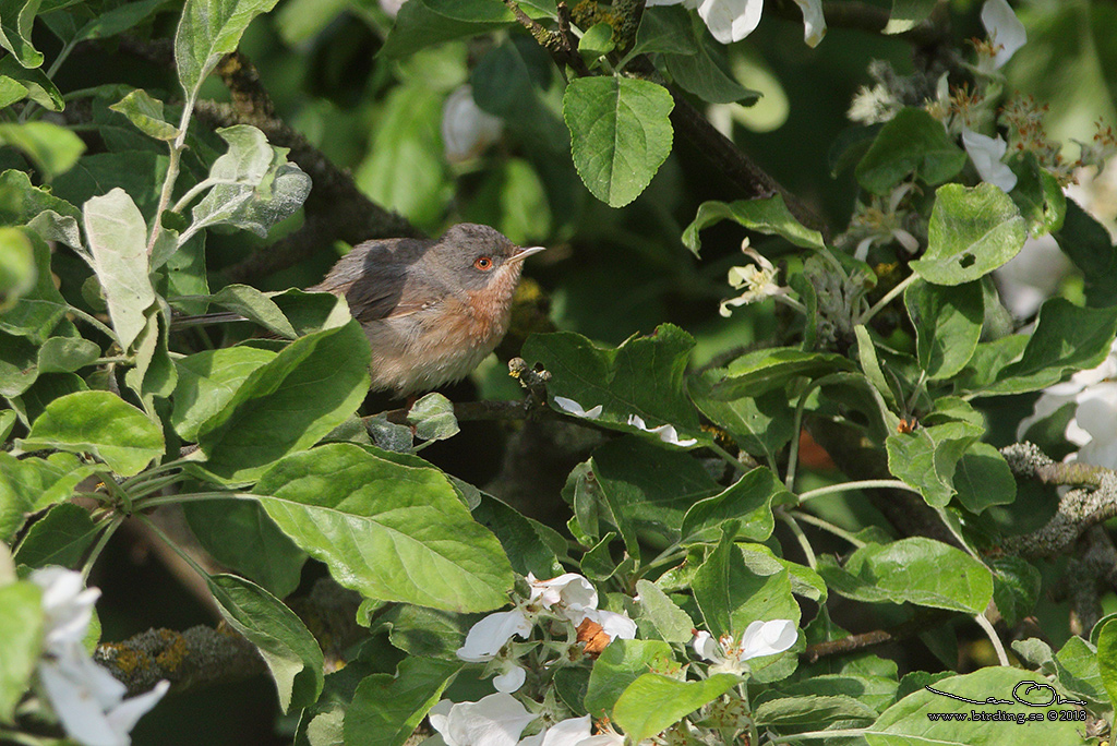 MOLTONISNGARE / MOLTONI'S WARBLER (Curruca subalpina) - Stng / Close