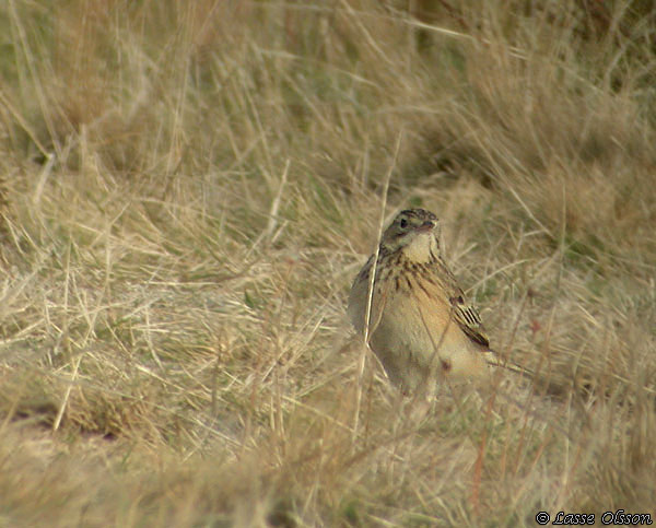 MONGOLPIPLRKA / BLYTH'S PIPIT (Anthus godlewskii)