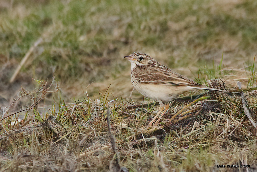 MONGOLPIPLRKA / BLYTH'S PIPIT (Anthus godlewskii) - Stng / Close