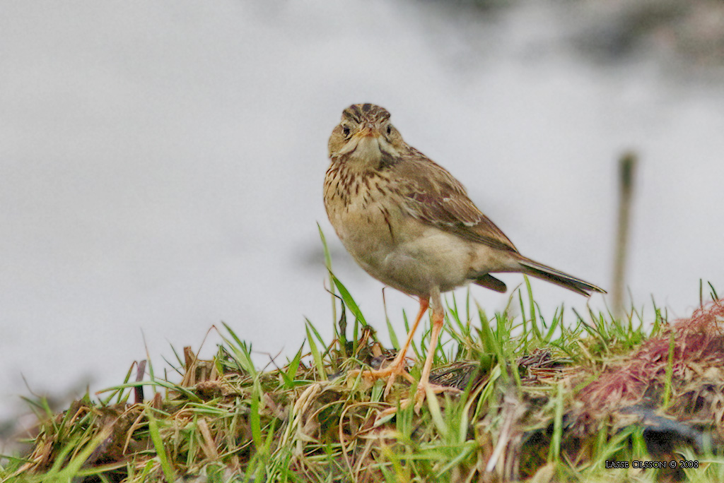 MONGOLPIPLRKA / BLYTH'S PIPIT (Anthus godlewskii) - Stng / Close