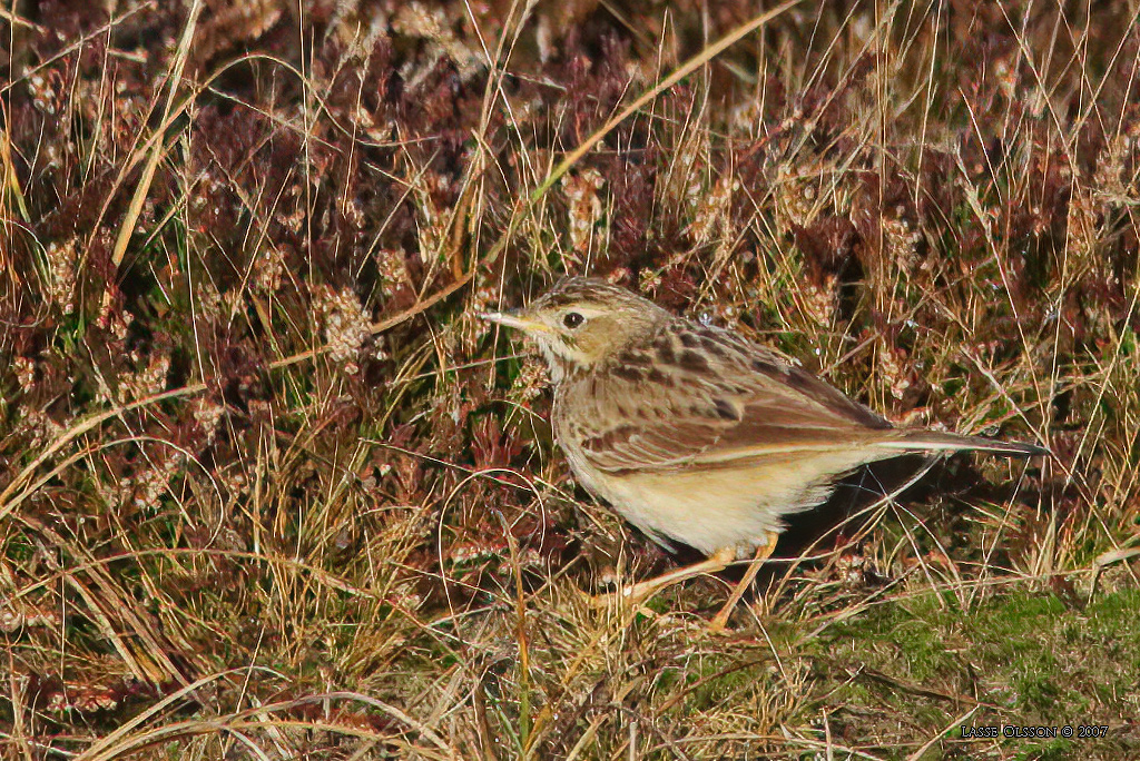 MONGOLPIPLRKA / BLYTH'S PIPIT (Anthus godlewskii) - Stng / Close