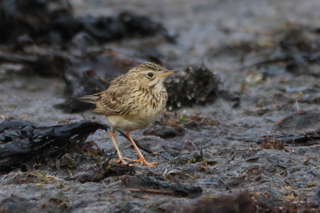 MONGOLPIPLRKA / BLYTH'S PIPIT (Anthus godlewskii) - Stng / Close