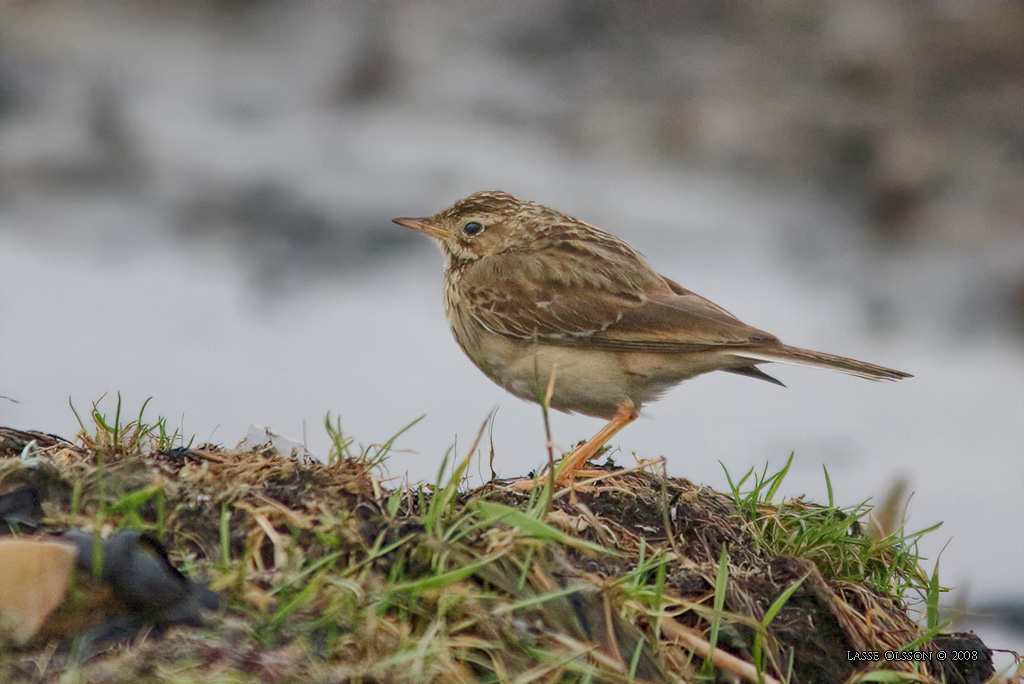 MONGOLPIPLRKA / BLYTH'S PIPIT (Anthus godlewskii) - Stng / Close