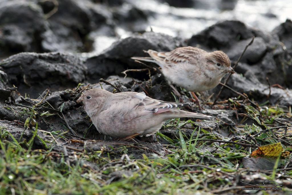 MONGOLFINK / MONGOLIAN FINCH (Bucanetes mongolicus) - Stng / Close