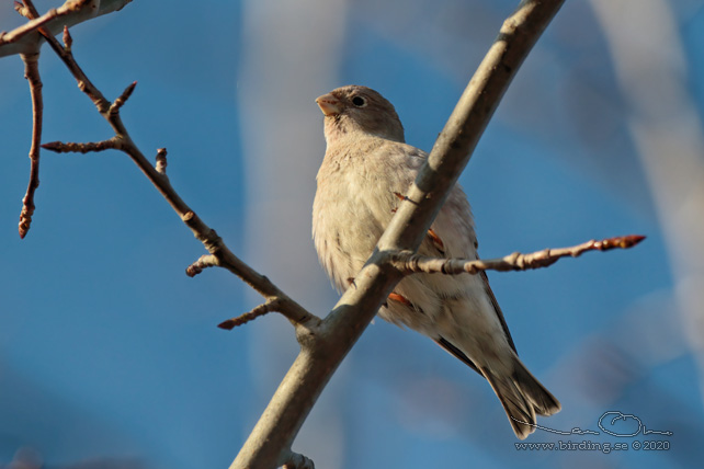 BERGFINK / BRAMBLING (Fringilla coelebs) - stor bild / full size