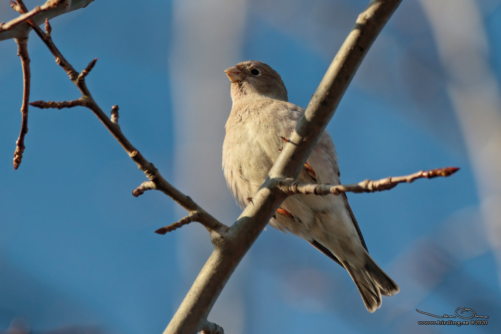 MONGOLFINK / MONGOLIAN FINCH (Bucanetes mongolicus) - Stng / Close